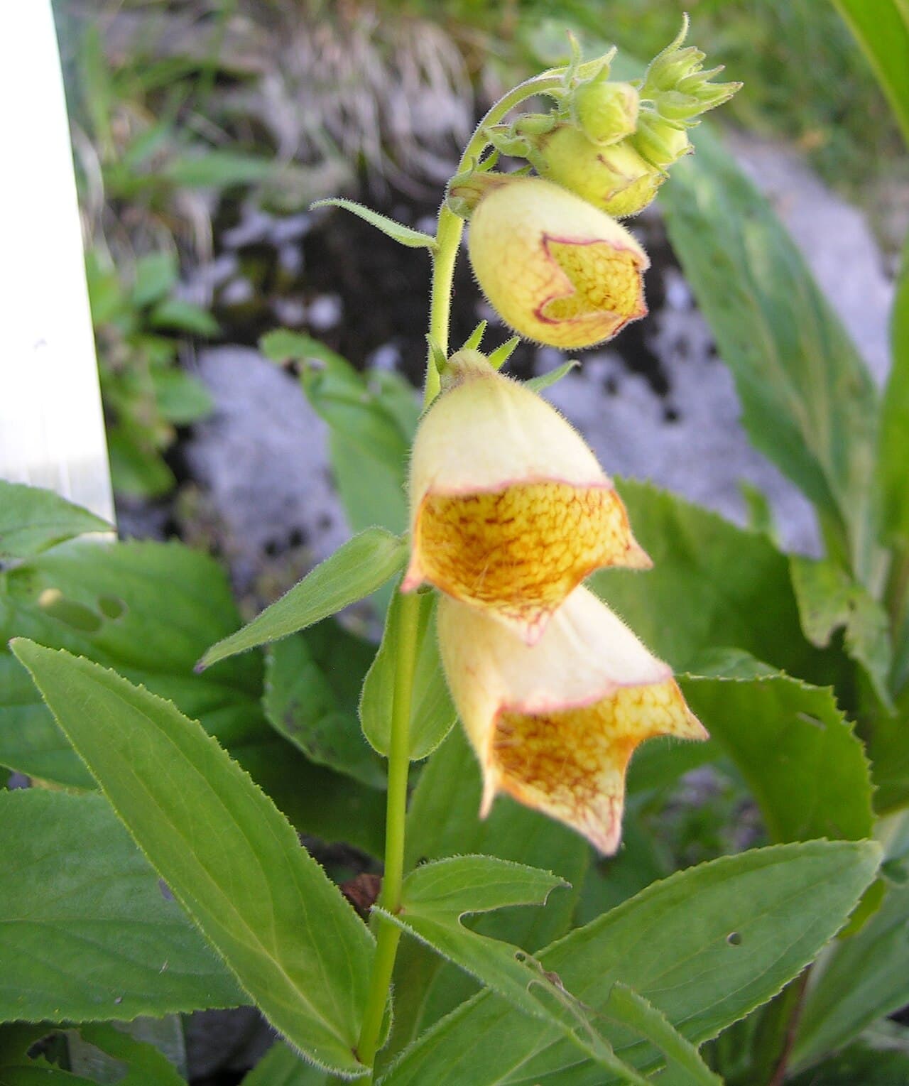 Soft yellow foxglove flower spike