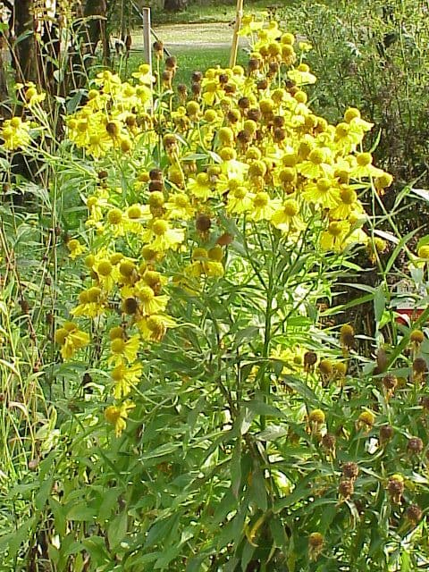 Yellow sneezeweed flowers with domed centres