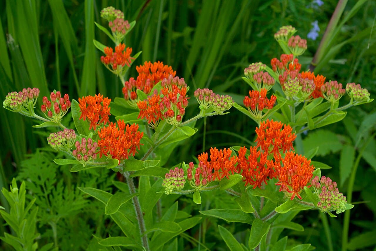 Orange butterfly weed flower cluster