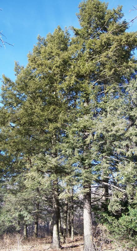 Fine drooping foliage of eastern hemlock