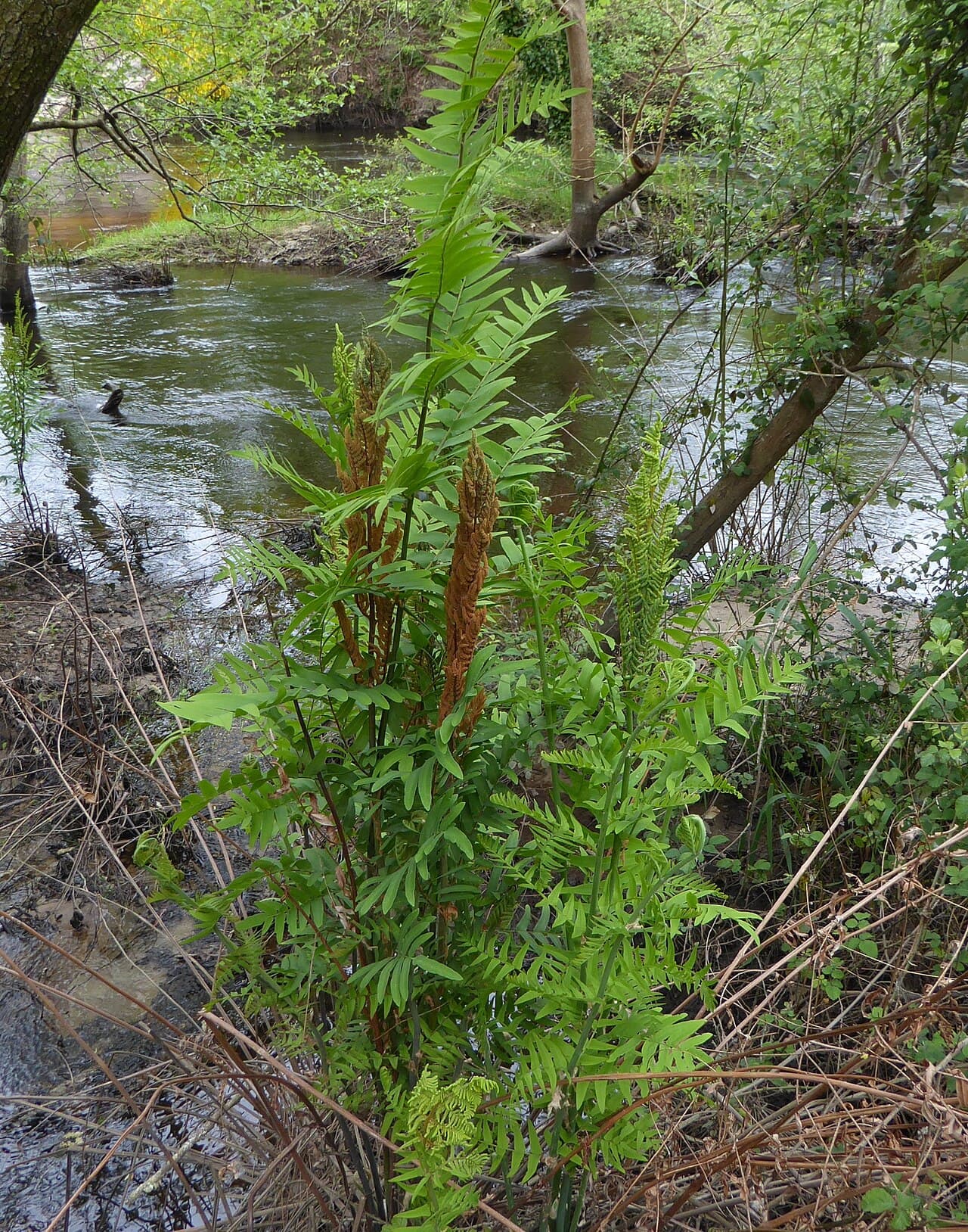 Broad fronds of royal fern