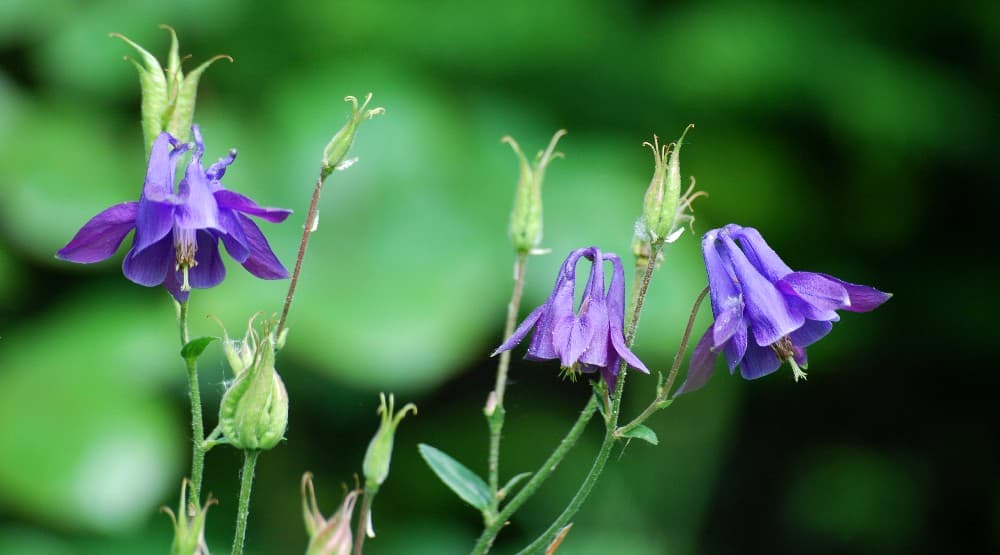 Nodding blue columbine flower