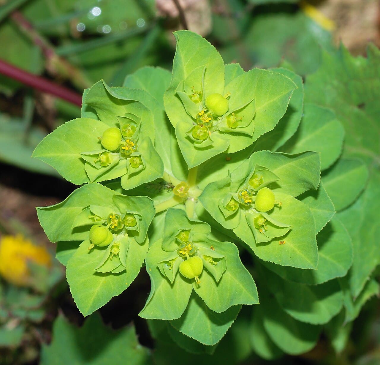 Lime green euphorbia flower heads