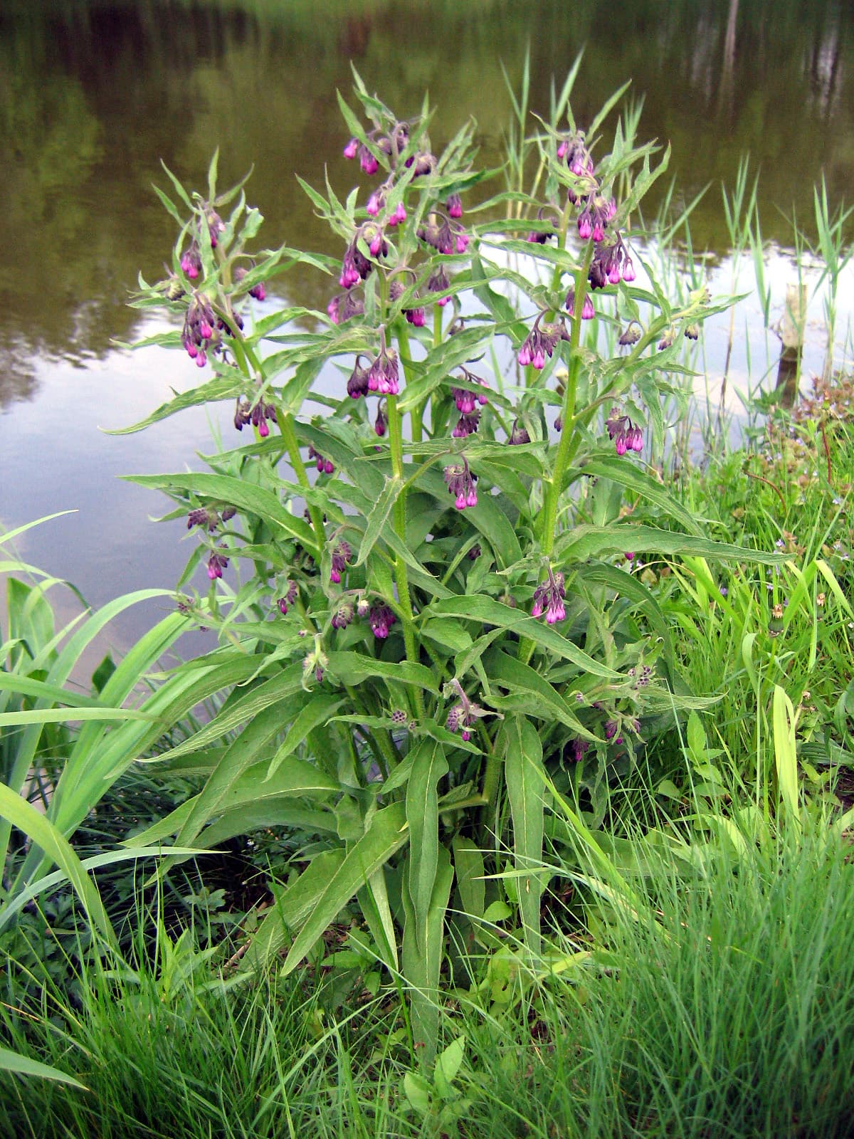 Nodding purple comfrey flowers