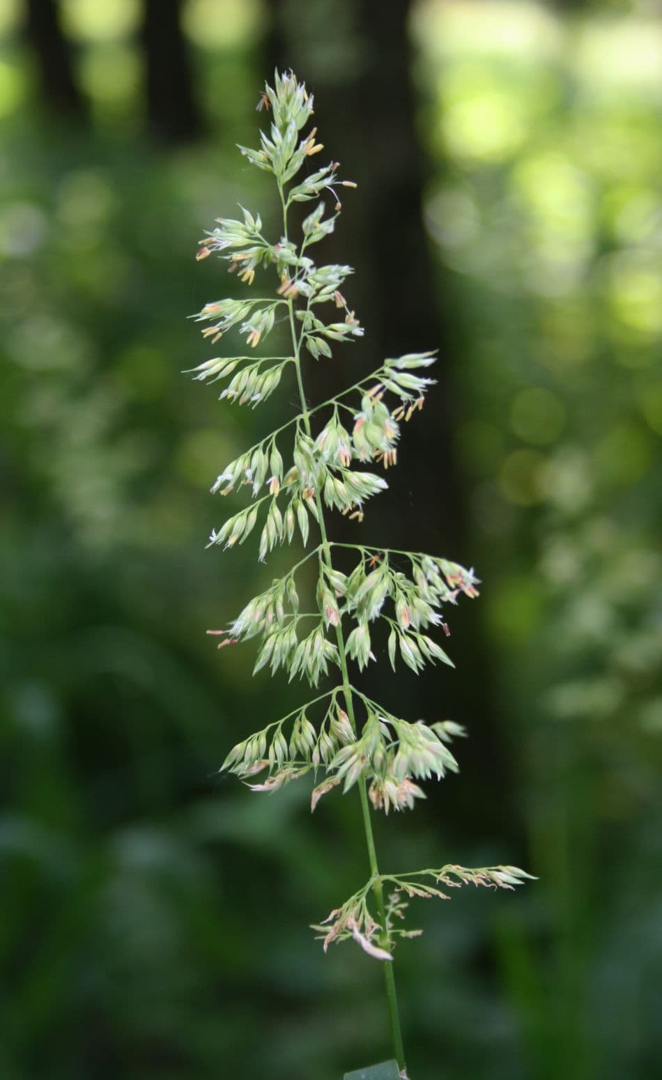 Striped foliage of ribbon grass