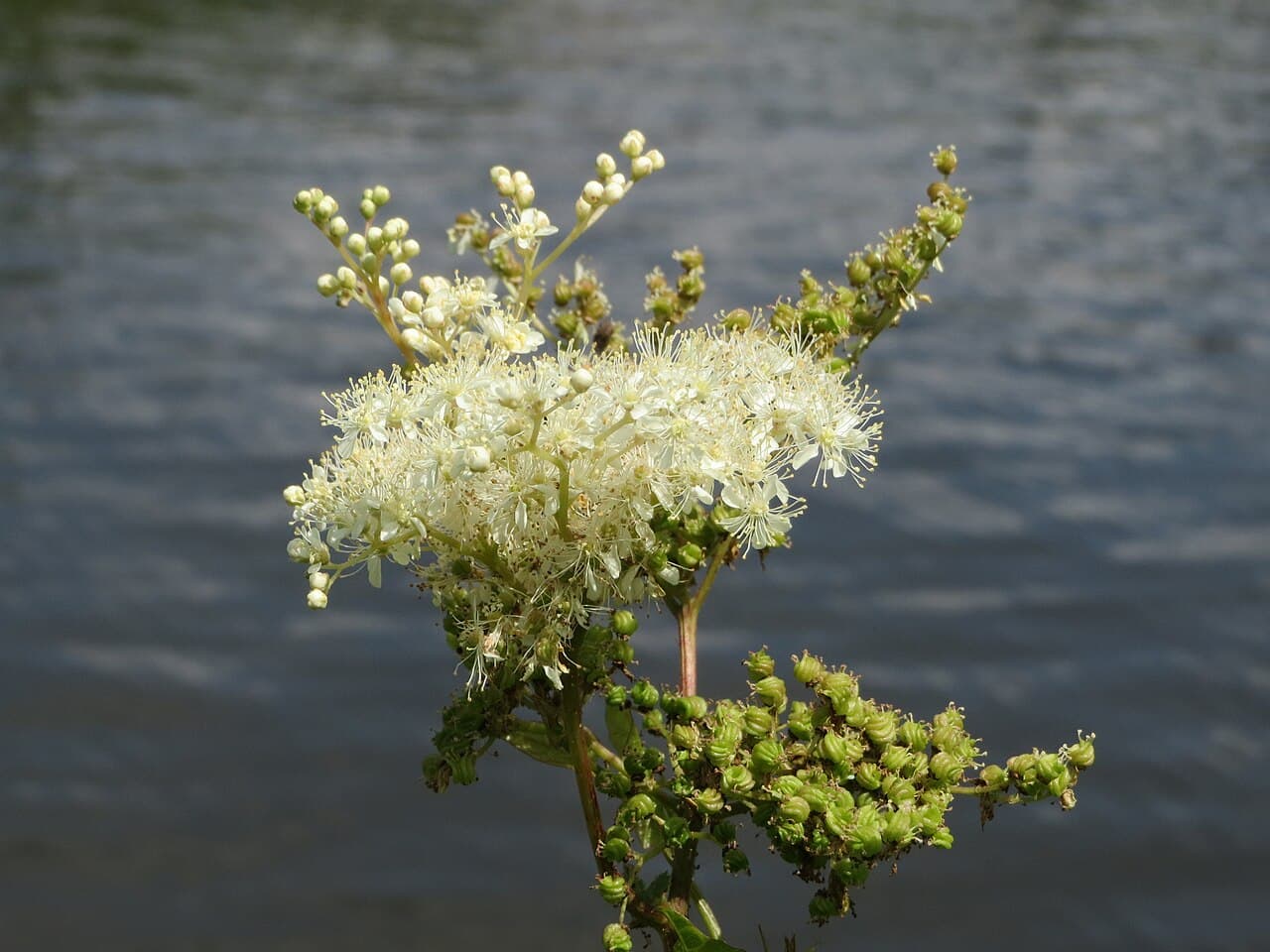 Frothy cream meadowsweet flowers