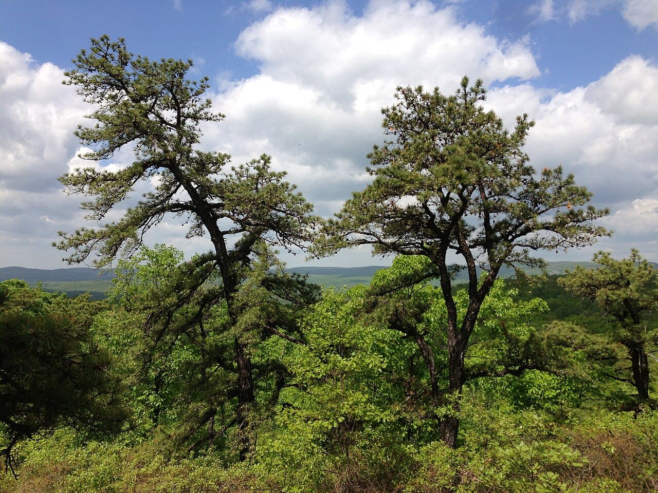 Pitch pines on a rocky ridge