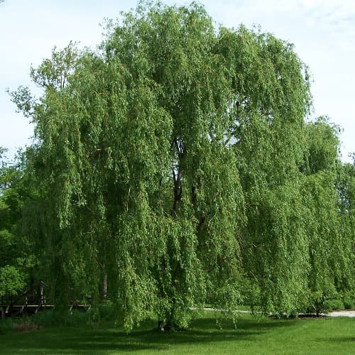 Large willow beside water