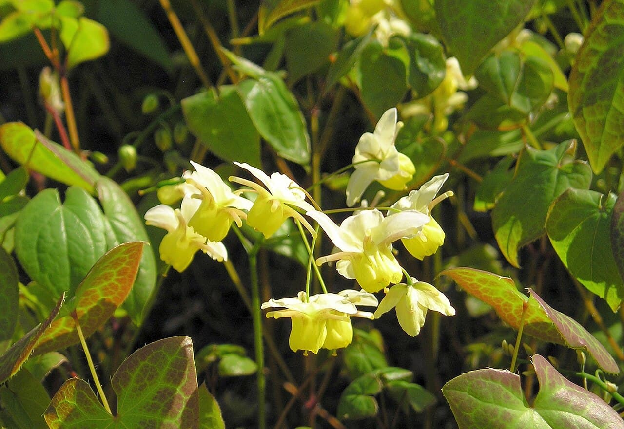 Delicate yellow epimedium flowers above heart-shaped leaves