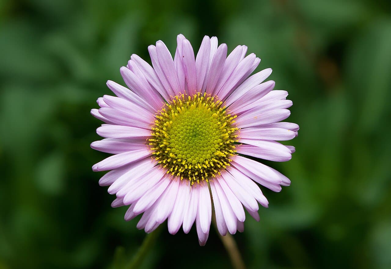 Pale lilac fleabane daisies