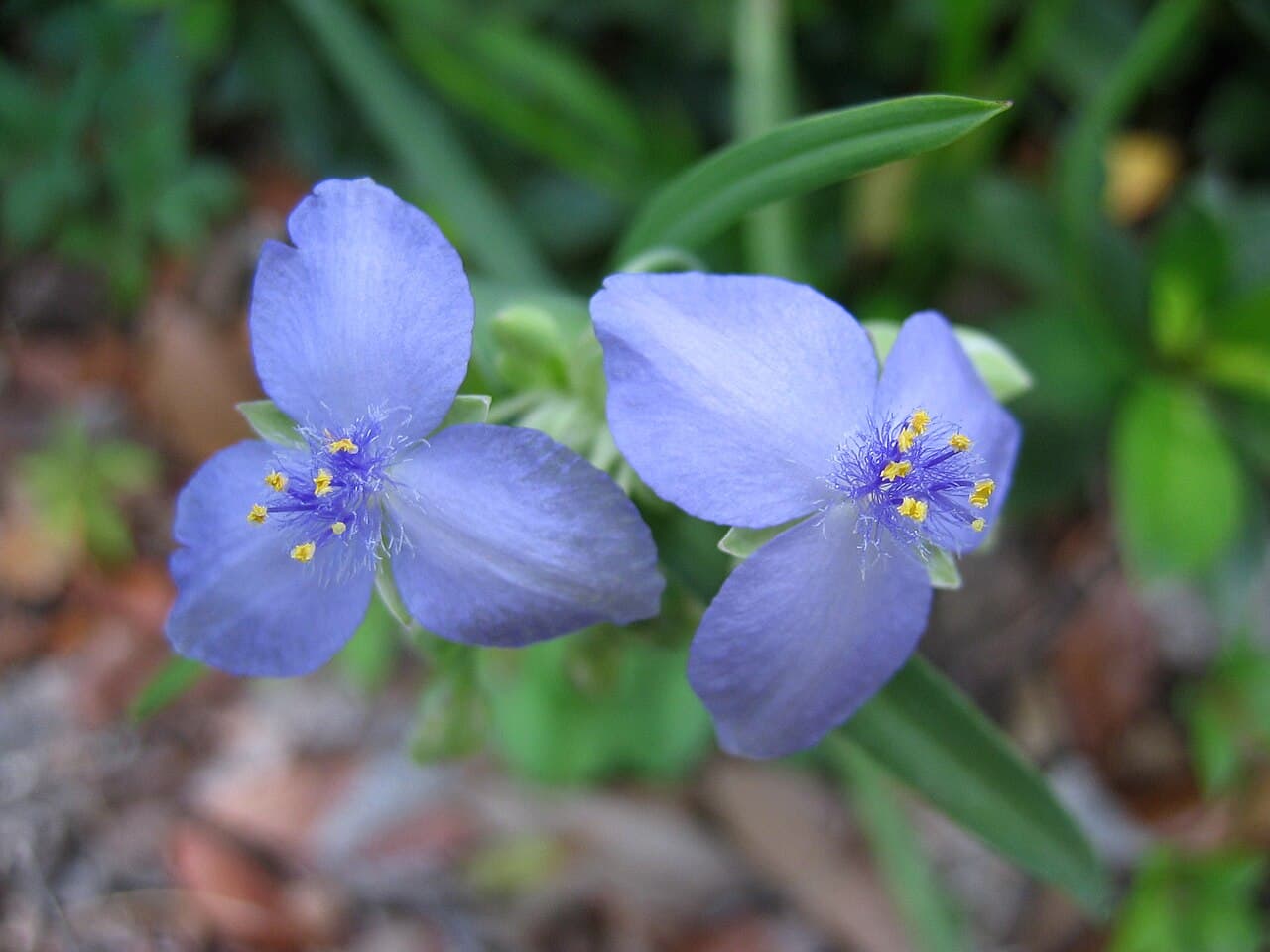 Three-petalled blue spiderwort flower