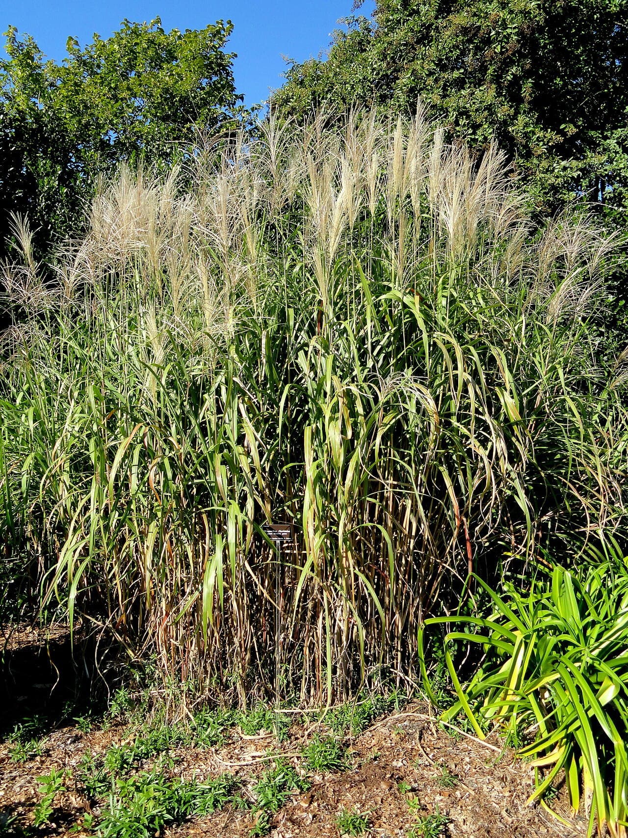 Tall stand of giant silver grass