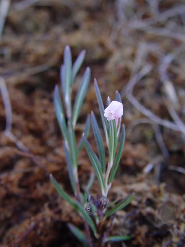 Pink bell flowers of bog rosemary