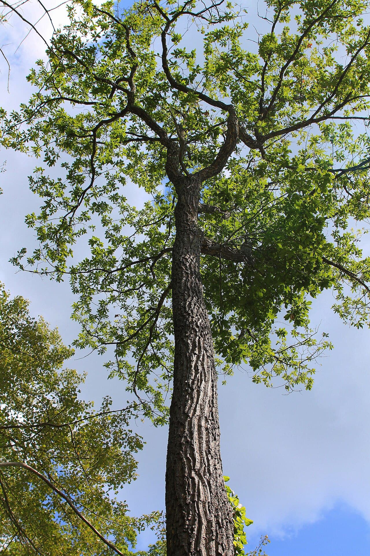 Chestnut oak on a dry rocky ridge