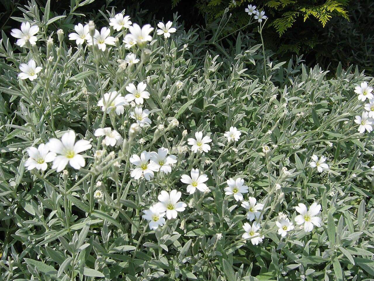 White flowers over silver mats of snow-in-summer
