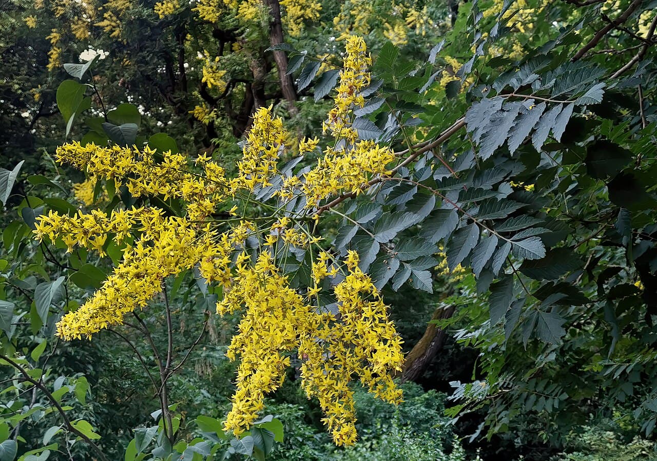 Yellow flower panicles of goldenrain tree