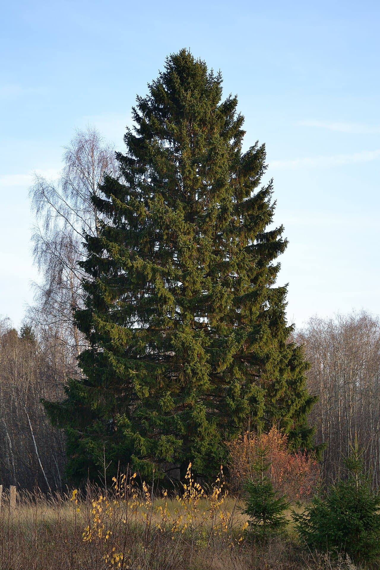 Norway spruce with drooping branchlets