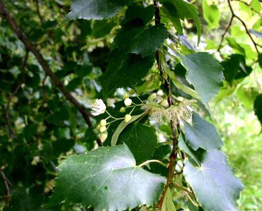 Heart-shaped leaves of littleleaf linden