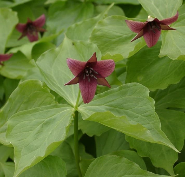 Deep red three-petalled trillium flower