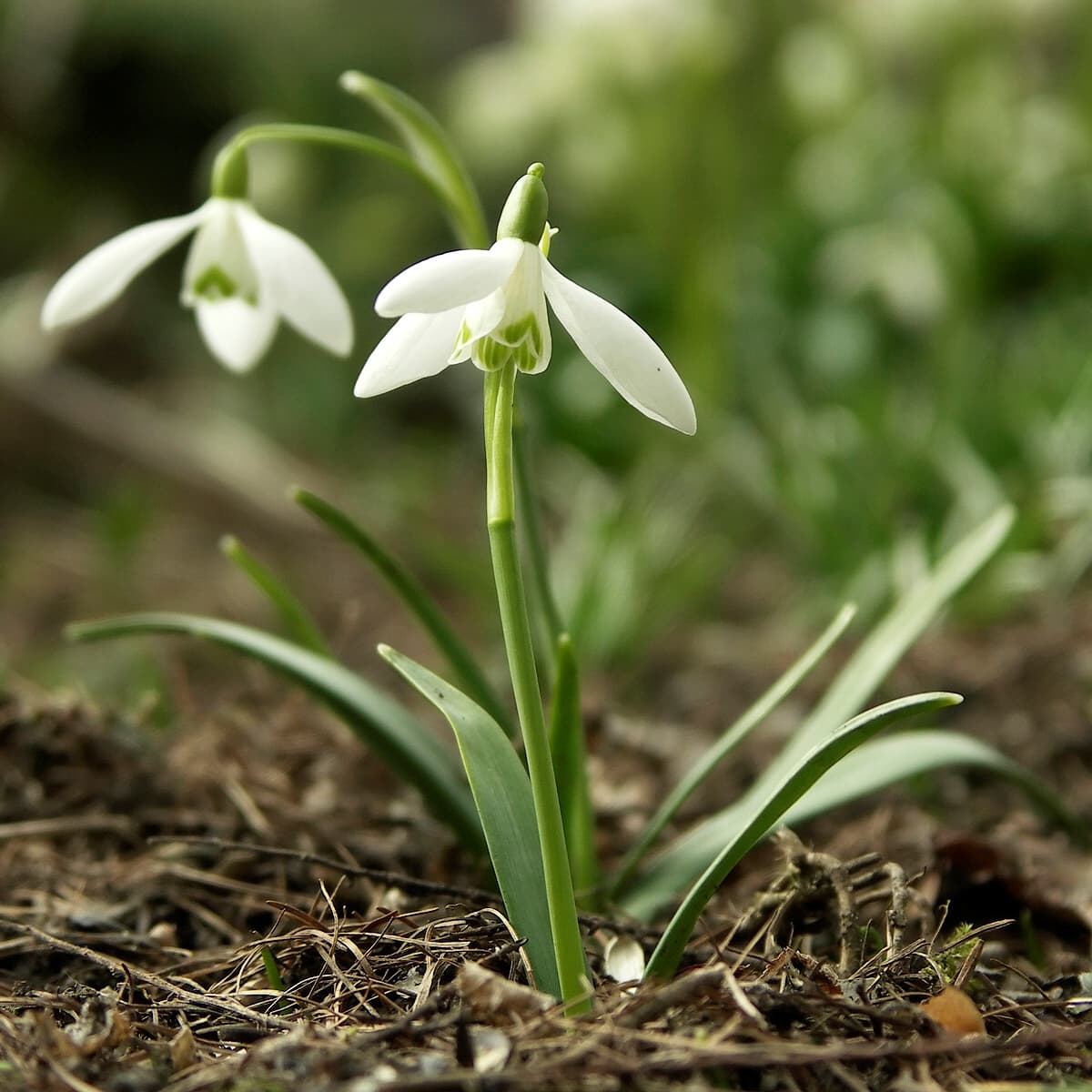 White nodding snowdrop flowers