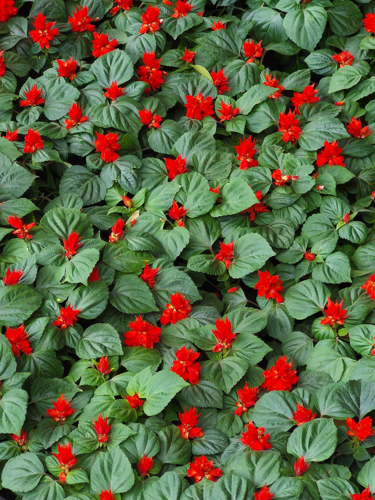 Red annual salvia flower spikes