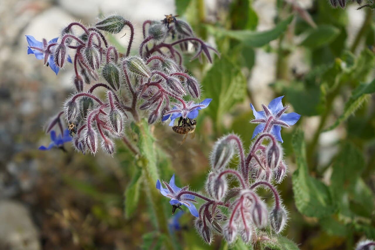 Blue star-shaped borage flowers