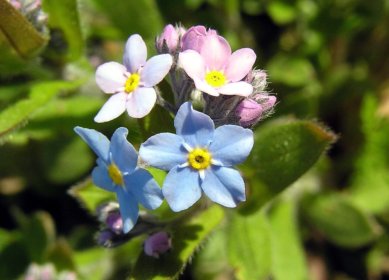 Small blue forget-me-not flowers