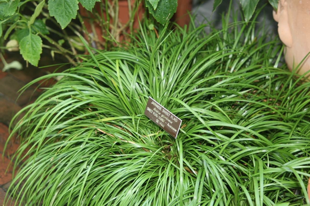 Grassy fans of Japanese sweet flag