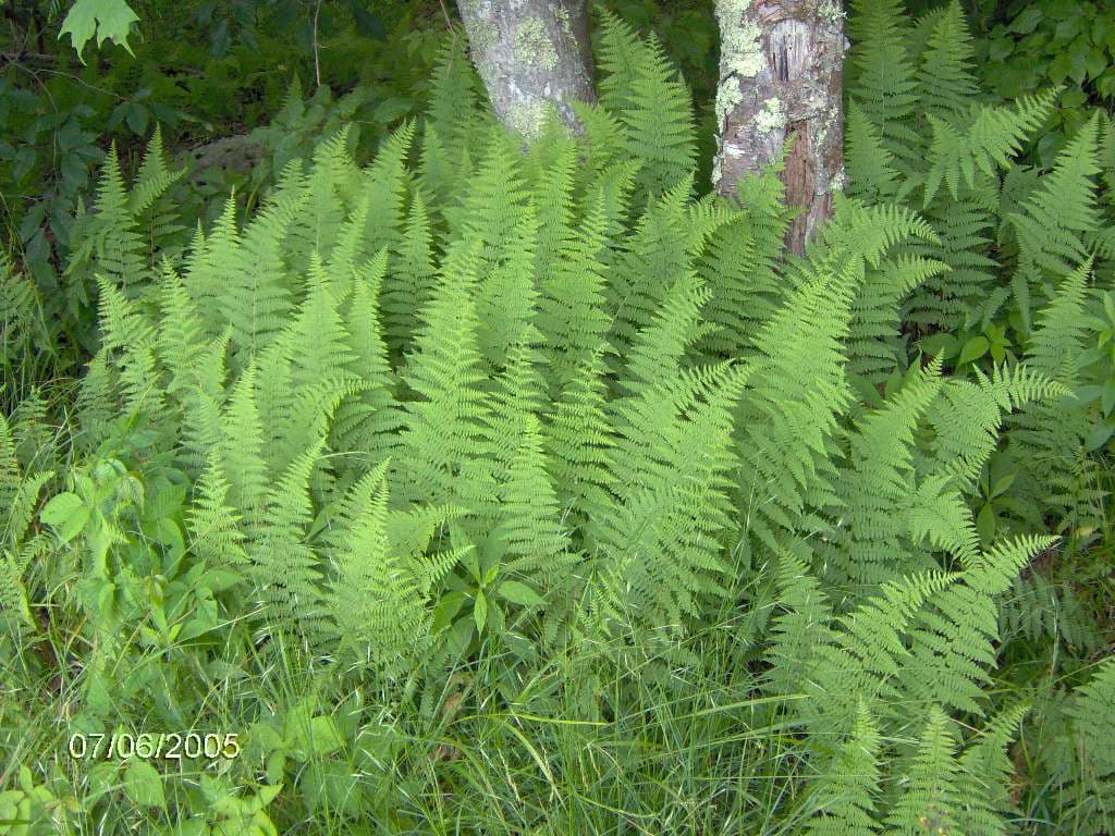 Fine textured fronds of hayscented fern