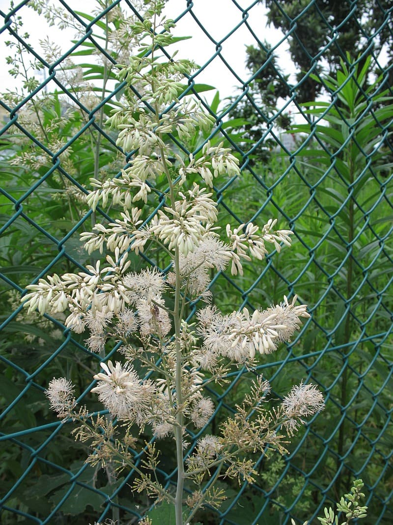 Tall plumes and lobed grey leaves of plume poppy