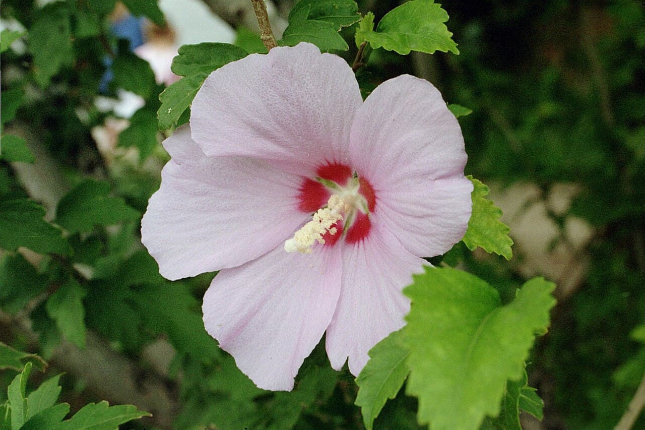 Rose of Sharon flower, pale with a deep red centre