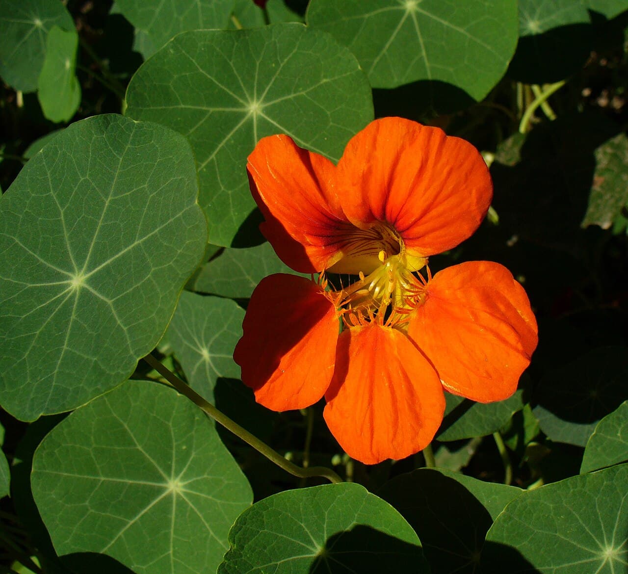 Orange nasturtium flower and round leaf