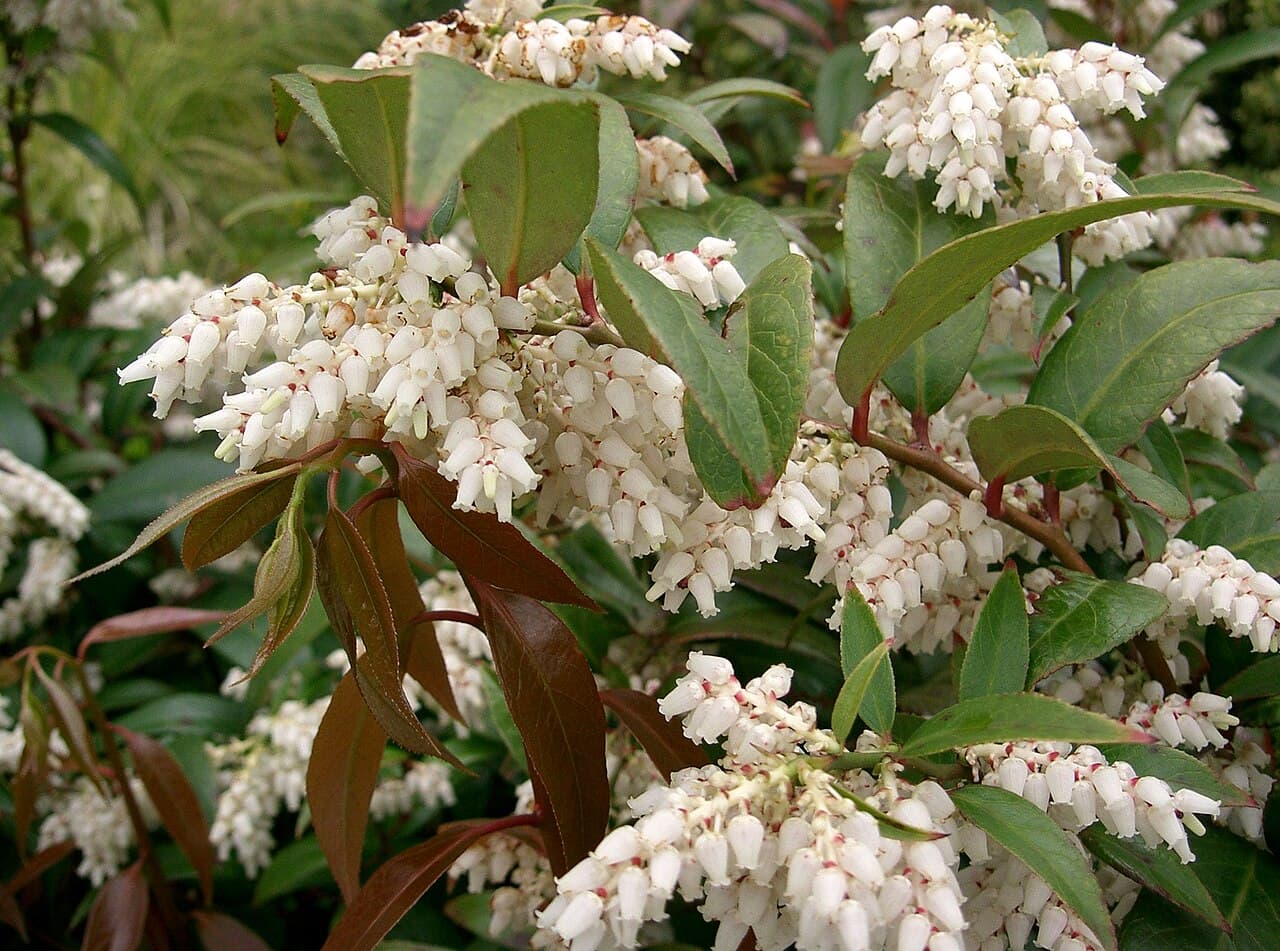 Evergreen foliage of coast leucothoe