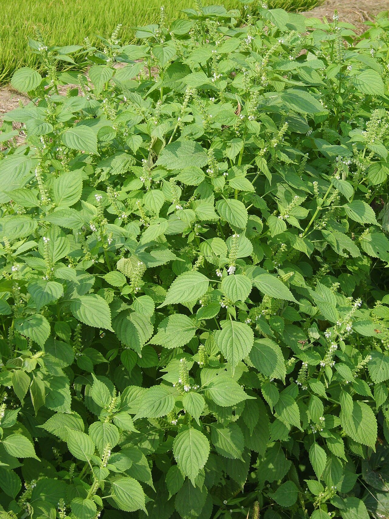 Purple crinkled shiso foliage