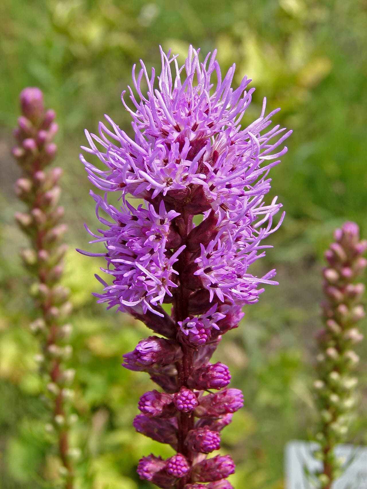 Purple flower spike of liatris