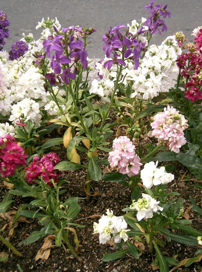 Dense spike of scented stock flowers