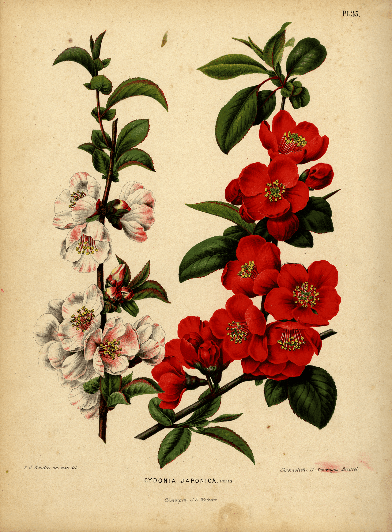 Botanical illustration of flowering quince