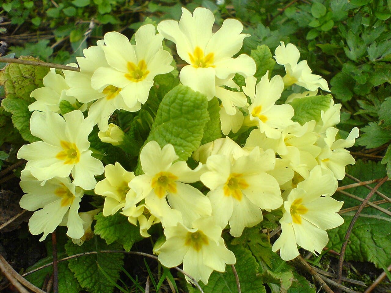Pale yellow primrose flowers