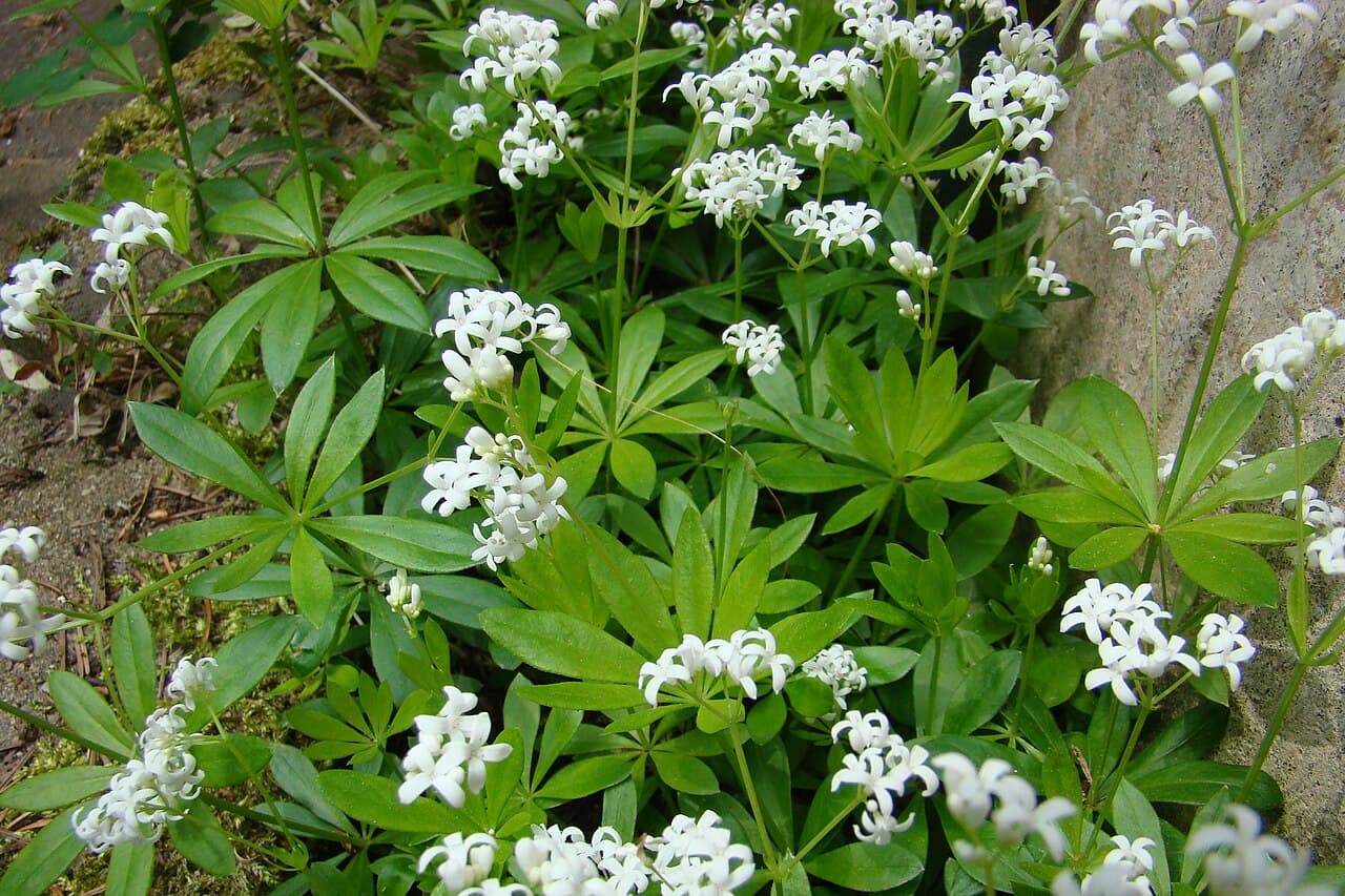 Whorled leaves and white flowers of sweet woodruff