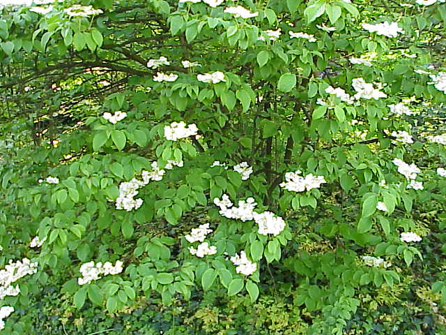 Tiered horizontal branches with white flowers