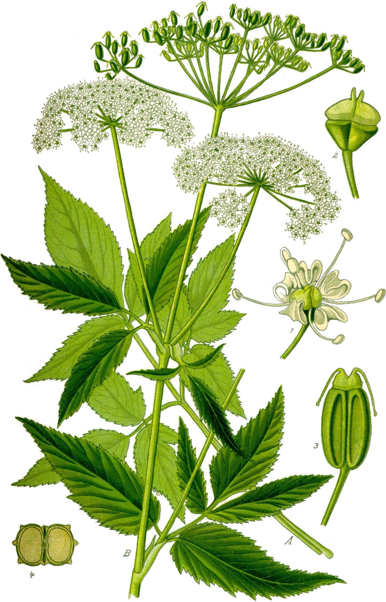 Botanical illustration of bishops weed