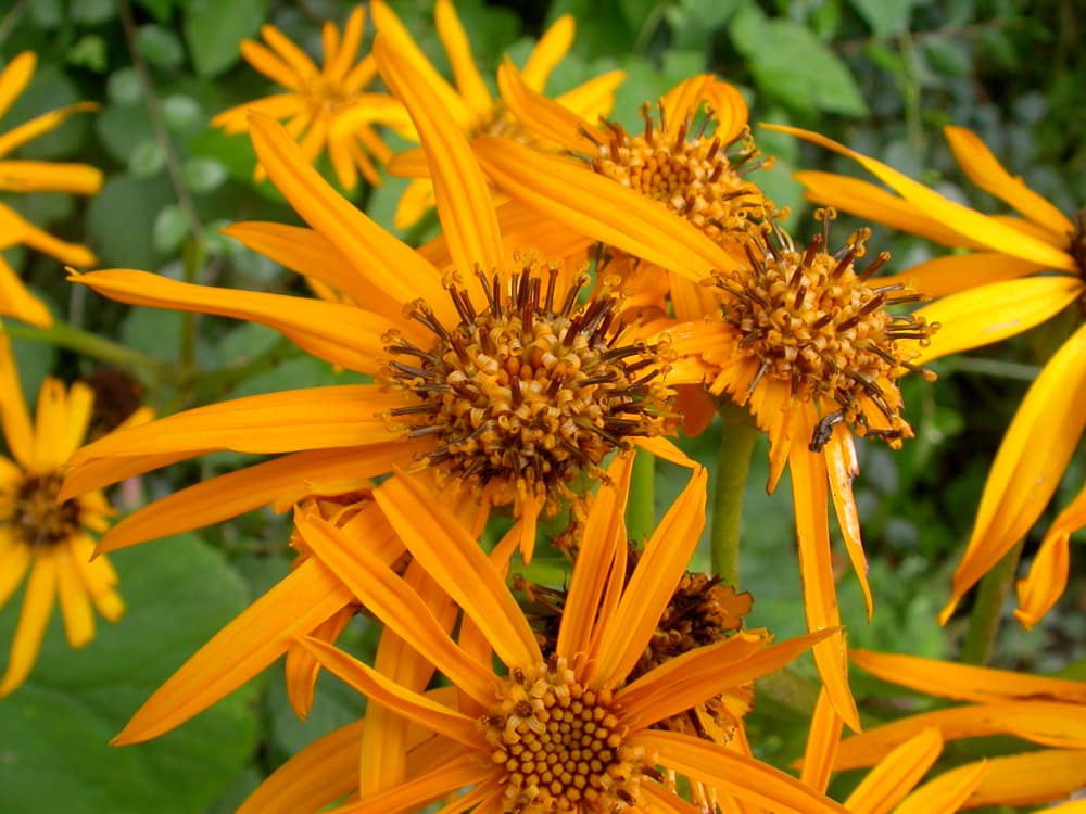 Orange daisy flowers and bold round leaves of Ligularia