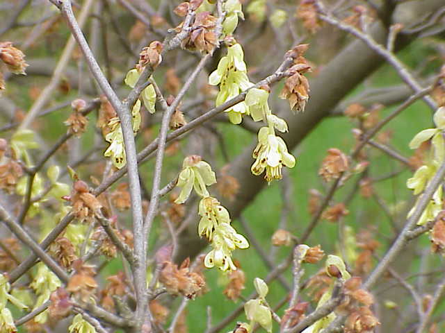 Hanging pale yellow winterhazel flowers