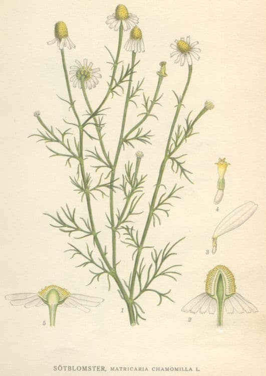 Botanical illustration of camomile