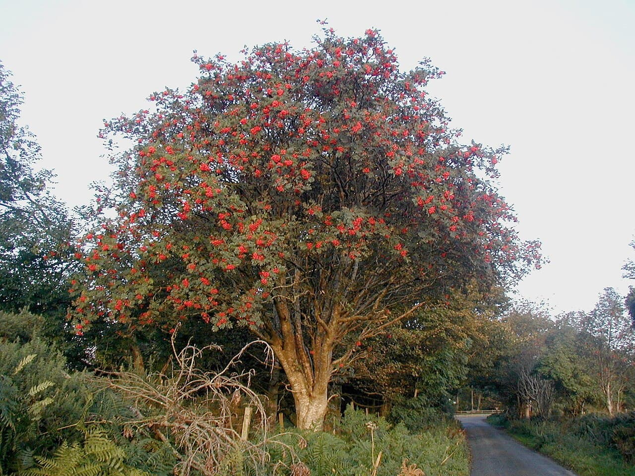Orange rowan berry clusters