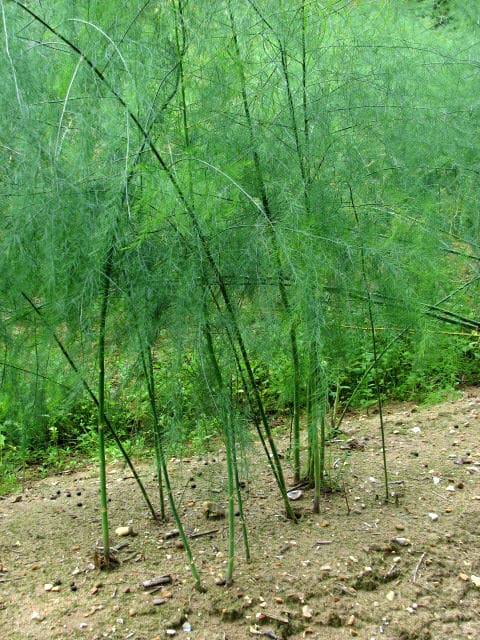 Ferny summer foliage of asparagus plants