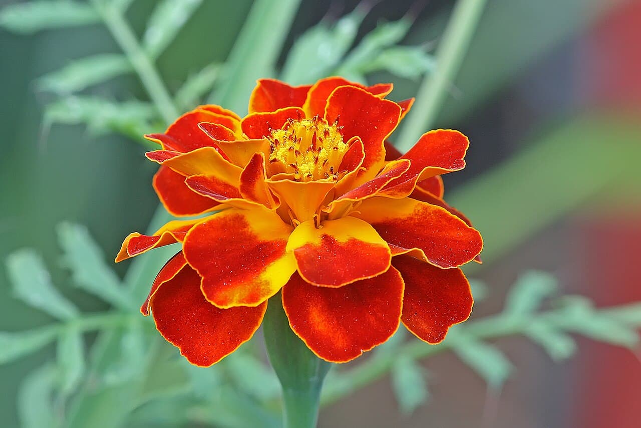 French marigold flower in orange and deep red