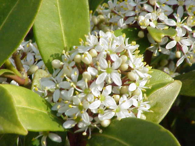 Skimmia with red berries and evergreen leaves