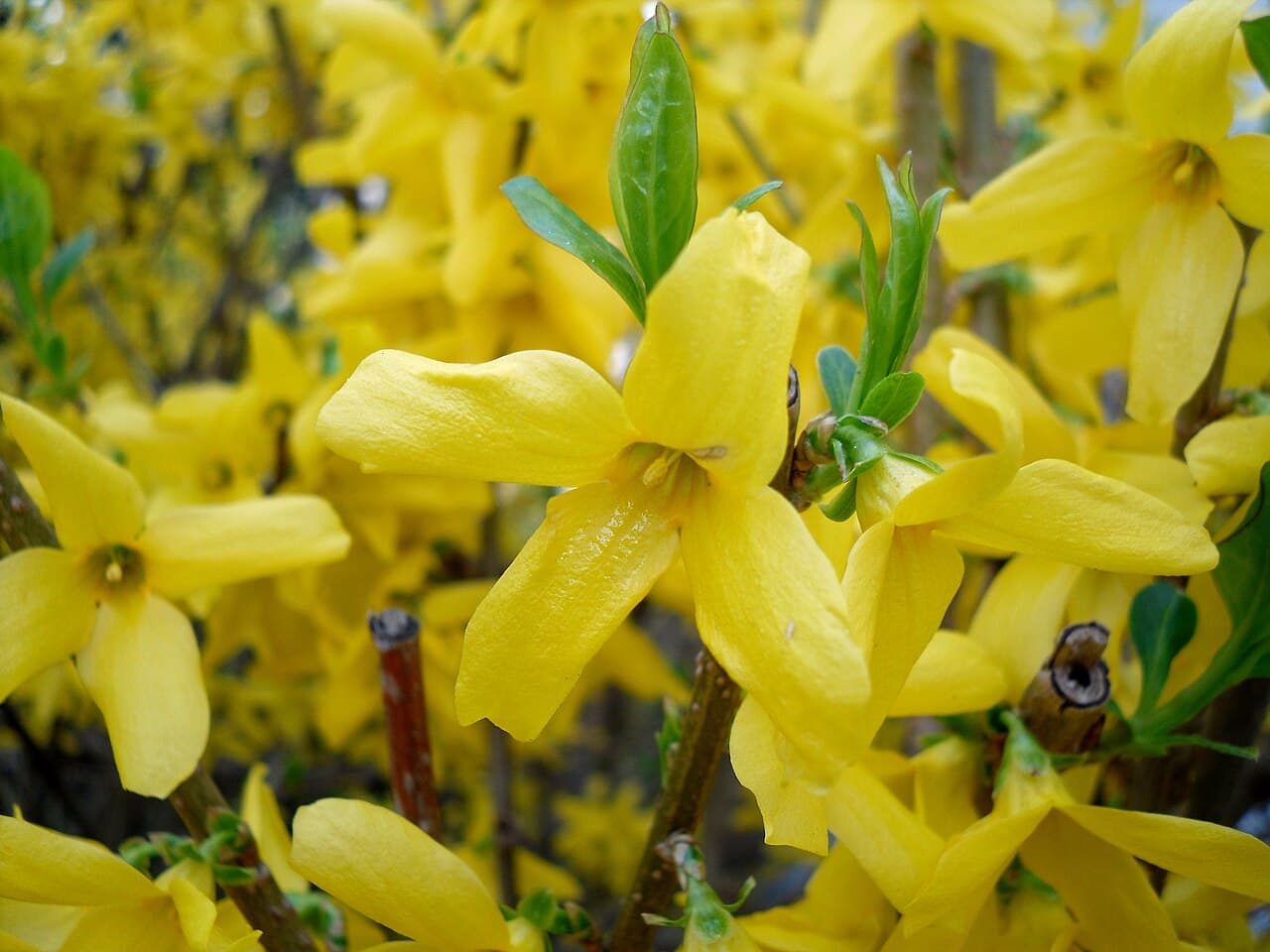 Bright yellow forsythia flowers on bare stems