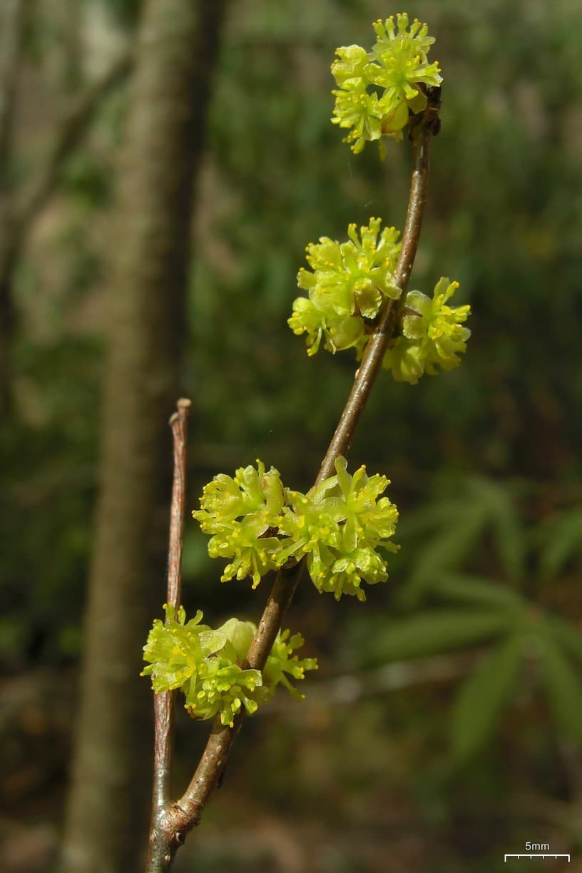 Yellow spicebush flowers on bare stems